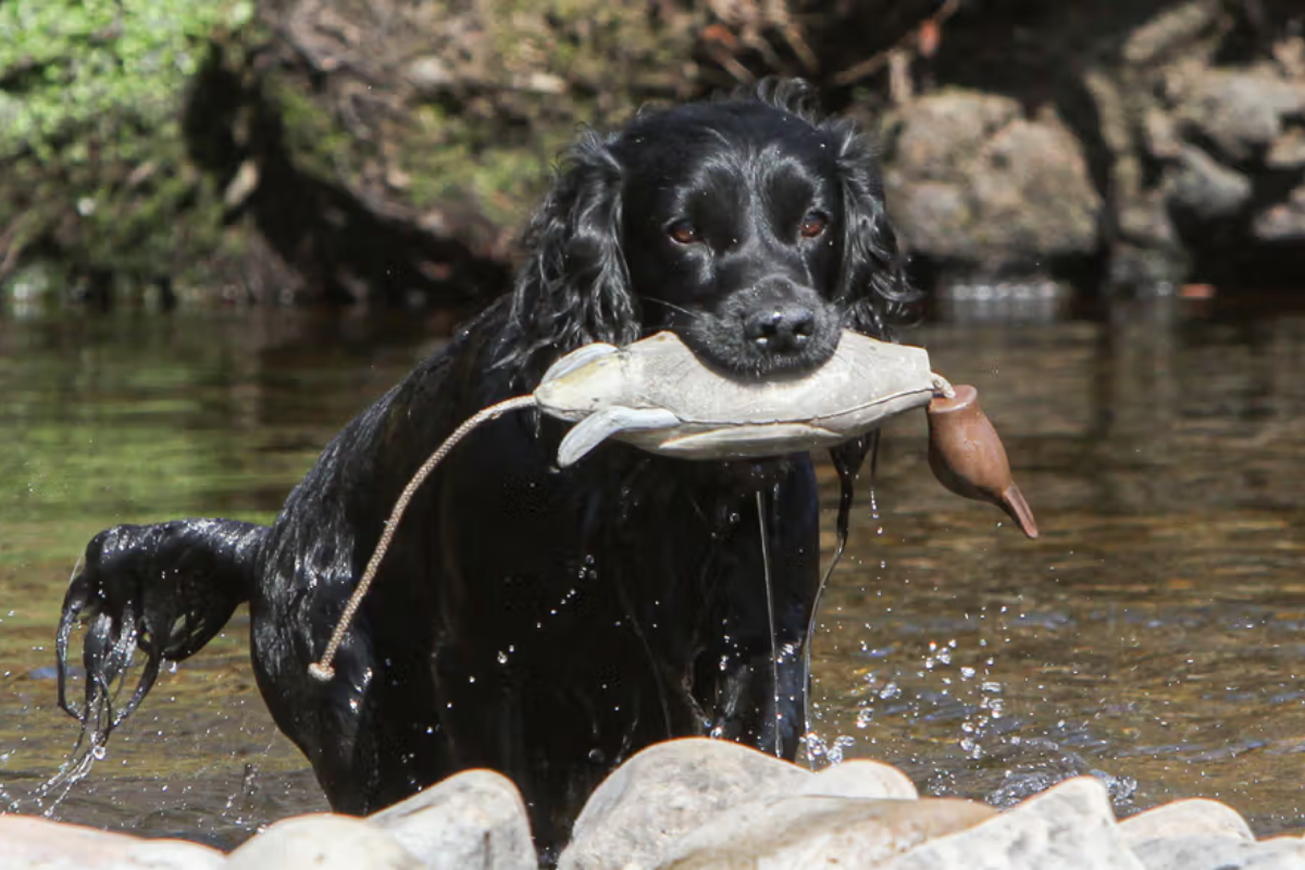 Essential gear for gundog training